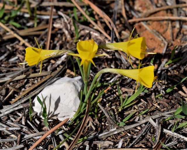 Narcissus bulbocodium var. minus